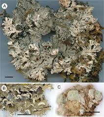 Attēlu rezultāti vaicājumam “Hertelidea botryosa”