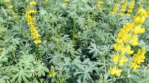 Image result for Lupinen