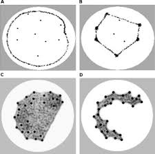 Attēlu rezultāti vaicājumam “Physarum obscurum macro”