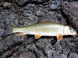 Image result for Moxostoma duquesnei