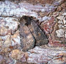 Attēlu rezultāti vaicājumam “Rusina ferruginea female”