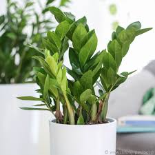 Image result for zamiokulkas