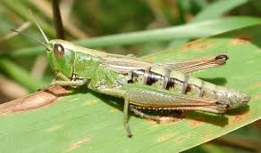 Attēlu rezultāti vaicājumam “Chortippus sp.”