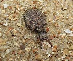 Attēlu rezultāti vaicājumam “Myrmeleontidae imago”