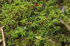 Attēlu rezultāti vaicājumam “Cirriphyllum piliferum”