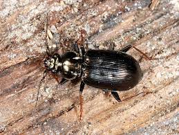 Attēlu rezultāti vaicājumam “Loricera pilicornis”