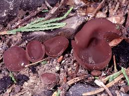 Attēlu rezultāti vaicājumam “Ombrophila violacea spores”