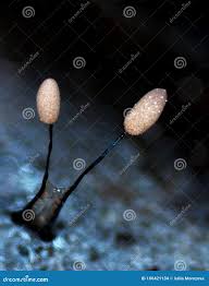 Attēlu rezultāti vaicājumam “Arcyria cinerea young”