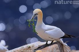 Image result for Morus bassanus