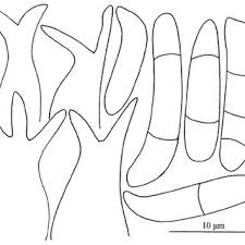 Attēlu rezultāti vaicājumam “Exobasidium splendidum”