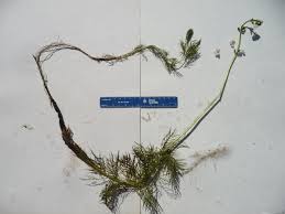 Attēlu rezultāti vaicājumam “Hottonia palustris leaf”