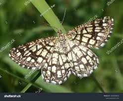 Attēlu rezultāti vaicājumam “Chiasmia clathrata”