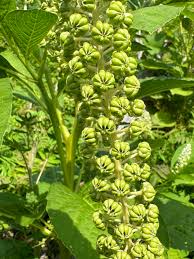 Attēlu rezultāti vaicājumam “Phytolacca acinosa flower”