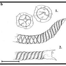 Attēlu rezultāti vaicājumam “Arcyria affinis young”