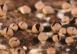 Attēlu rezultāti vaicājumam “Diderma rufostriatum spores”