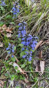 Attēlu rezultāti vaicājumam “Ajuga reptans flower”