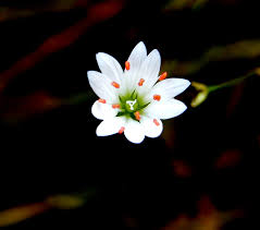 Attēlu rezultāti vaicājumam “Trientalis europaea”