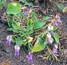 Attēlu rezultāti vaicājumam “Viola collina”