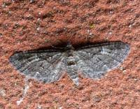 Attēlu rezultāti vaicājumam “Eupithecia pusillata”