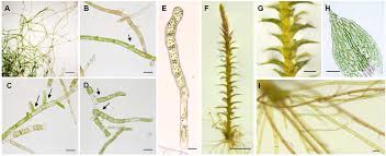 Attēlu rezultāti vaicājumam “Bryum pallens”