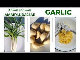 Attēlu rezultāti vaicājumam “Allium sativum fruit”