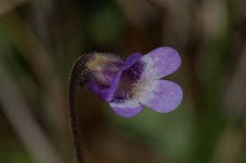 Attēlu rezultāti vaicājumam “Pinguicula vulgaris”