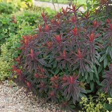 Image result for Wolfsmilch