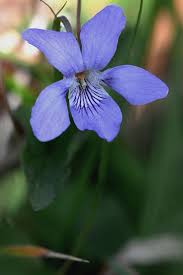Attēlu rezultāti vaicājumam “Viola riviniana flower”