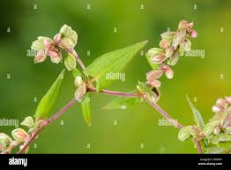 Attēlu rezultāti vaicājumam “Fallopia convolvulus leaf”