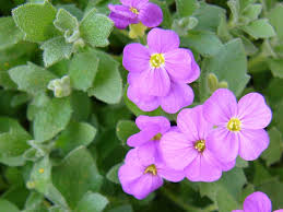 Attēlu rezultāti vaicājumam “Aubrieta deltoidea leaf”