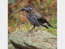 Attēlu rezultāti vaicājumam “Nucifraga caryocatactes”