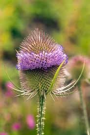 Attēlu rezultāti vaicājumam “Dipsacus fullonum flower”