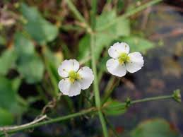 Attēlu rezultāti vaicājumam “Alisma gramineum flower”