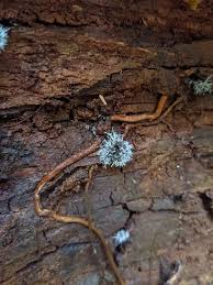 Attēlu rezultāti vaicājumam “Tilachlidium brachiatum”