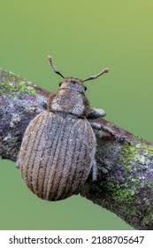 Attēlu rezultāti vaicājumam “Philopedon plagiatum”