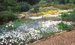 Image result for Dimorphotheca pluvialis