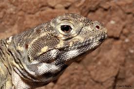 Attēlu rezultāti vaicājumam “Lycogala leopardinum sessile”