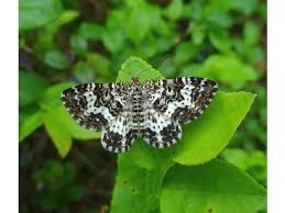 Attēlu rezultāti vaicājumam “Epirrhoe tristata imago”