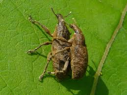 Attēlu rezultāti vaicājumam “Cleonis pigra”