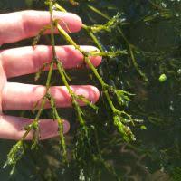 Attēlu rezultāti vaicājumam “Najas tenuissima leaf”