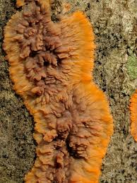 Attēlu rezultāti vaicājumam “Phlebia serialis”