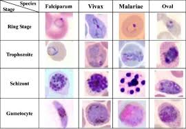 Attēlu rezultāti vaicājumam “Didymium crustaceum plasmodium”