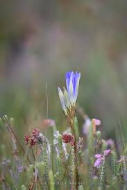 Attēlu rezultāti vaicājumam “Gentiana pneumonanthe flower”