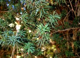 Attēlu rezultāti vaicājumam “Taxus baccata leaf”