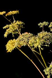 Image result for Angelica silvestris