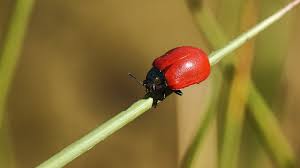 Attēlu rezultāti vaicājumam “Chrysomela populi”