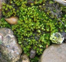 Attēlu rezultāti vaicājumam “Bryales”