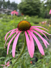 Image result for Echinacea pallida