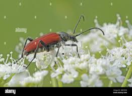 Attēlu rezultāti vaicājumam “Anastrangalia sanguinolenta”