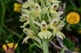 Attēlu rezultāti vaicājumam “Dactylorhiza russowii flower”
